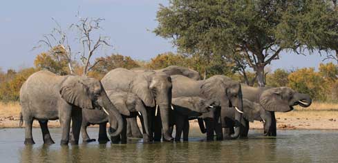 Elephant Haven - search in france