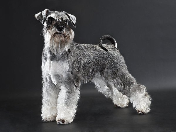 schnauzer - search in france